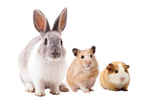 Bunny, gerbil, and hamster image
